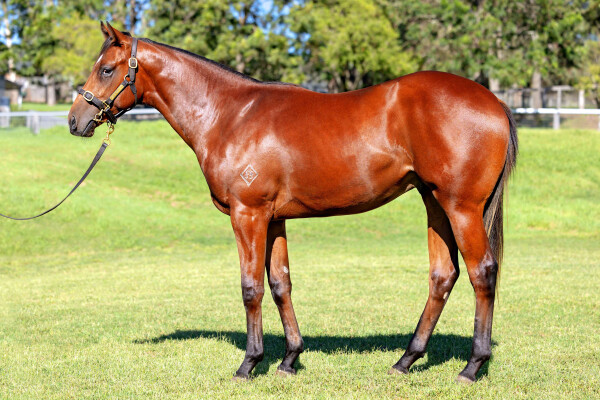 Lot 309: Justify (USA) / Fee Dansante (IRE)