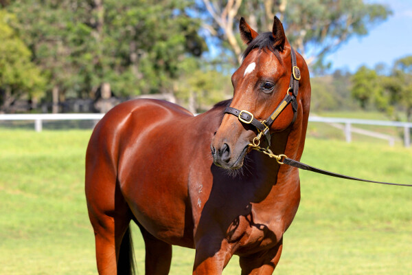 Lot 309: Justify (USA) / Fee Dansante (IRE)