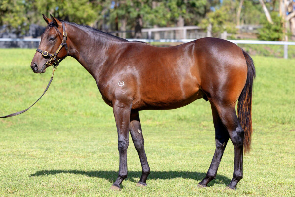 Lot 359: St Mark's Basilica (FR) / Jamita
