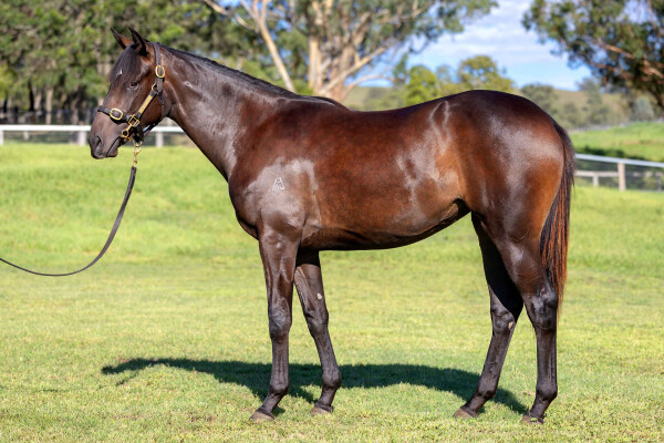 Lot 377: So You Think (NZ) / Lady Blakeney (GB)