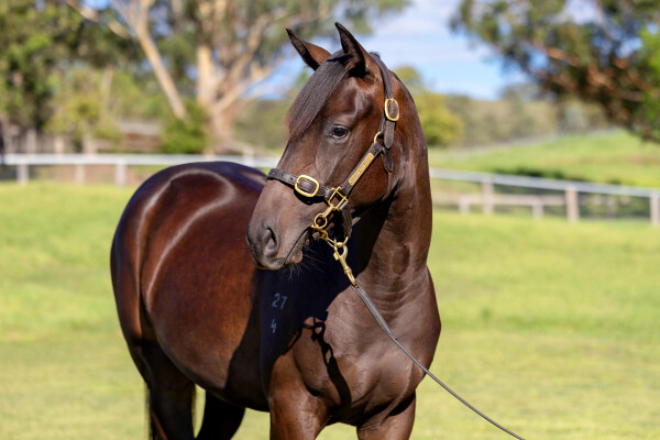 Lot 377: So You Think (NZ) / Lady Blakeney (GB)