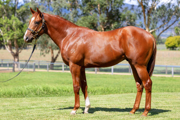 Lot 406: Toronado (IRE) / Lunakorn