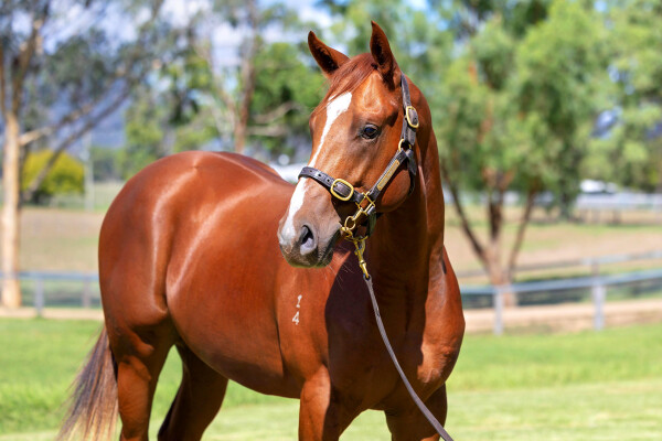 Lot 406: Toronado (IRE) / Lunakorn