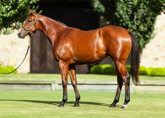 Lot 8: Justify (USA) / Pantonario