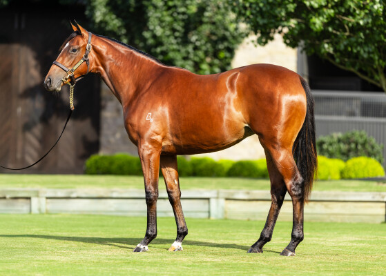 Lot 51: Maurice (JPN) / Rotator