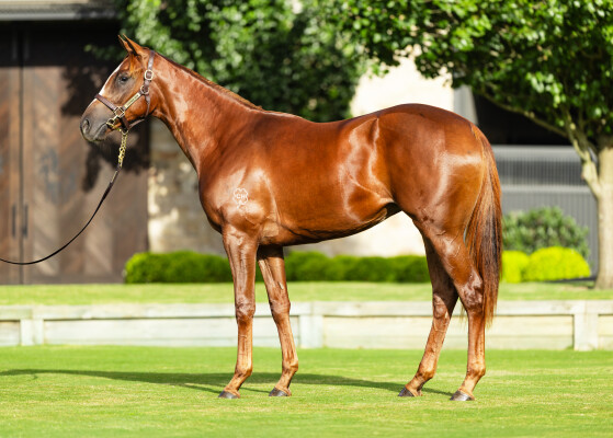 Lot 74: Trapeze Artist / Secret Venture