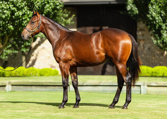 Lot 78: I Am Invincible / Sense of Hite (NZ)