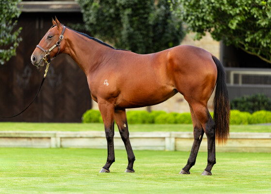 Lot 109: Snitzel / Snogging