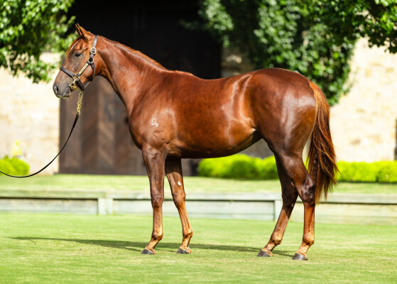 Lot 132: Snitzel / Sweet Scandal