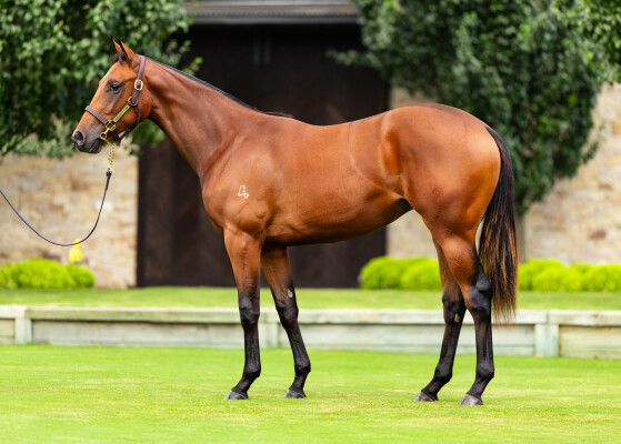 Lot 133: I Am Invincible / Sweet Sherry