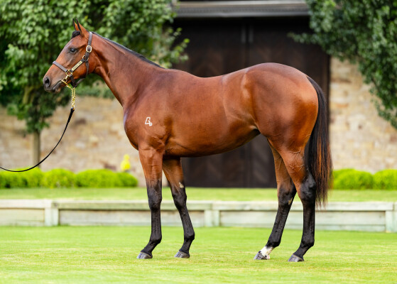 Lot 259: I Am Invincible / Courageous Kitty