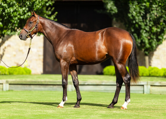 Lot 289: Zoustar / Endean Rose (NZ)