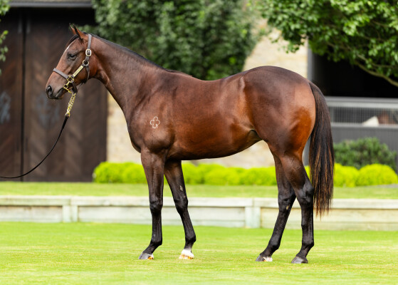 Lot 362: Exceed and Excel / Je Suis Belle