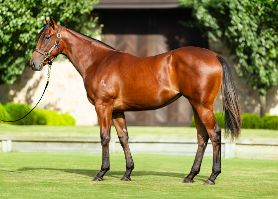 Lot 373: Snitzel / L'Cosmo