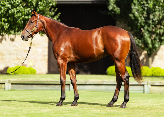 Lot 426: Capitalist / Merited