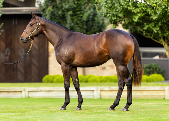Lot 9: Zoustar / Paredo