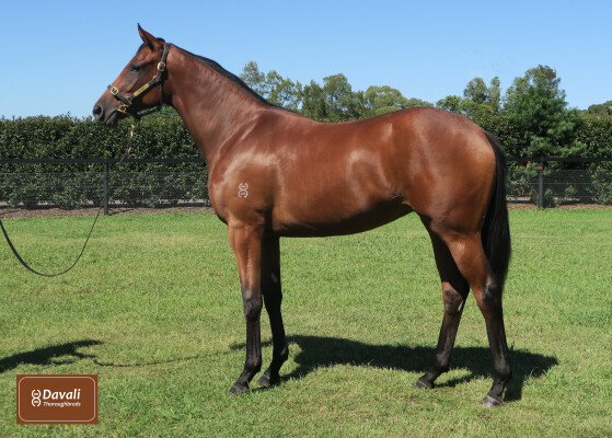 Lot 111: Satono Aladdin (JPN) / Sofie's Gold Class