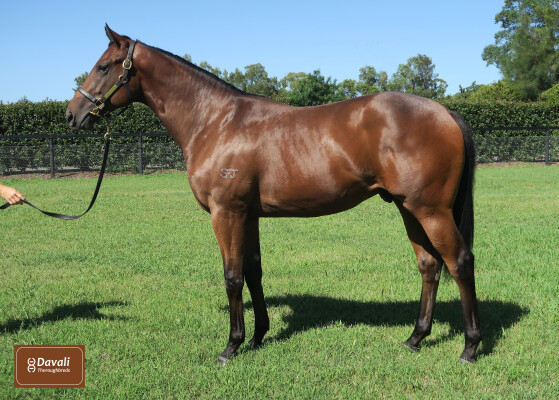 Lot 120: Kingman (GB) / Star Rockette (IRE)