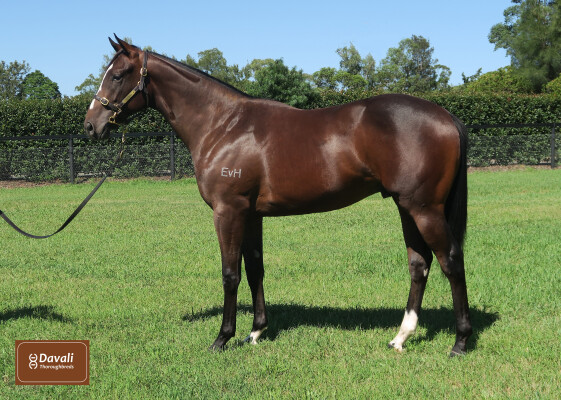 Lot 166: Wootton Bassett (GB) / Twinkle Toes (IRE)