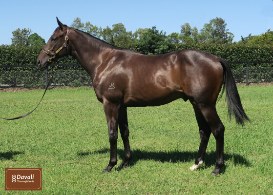 Lot 462: So You Think (NZ) / Neshmiya