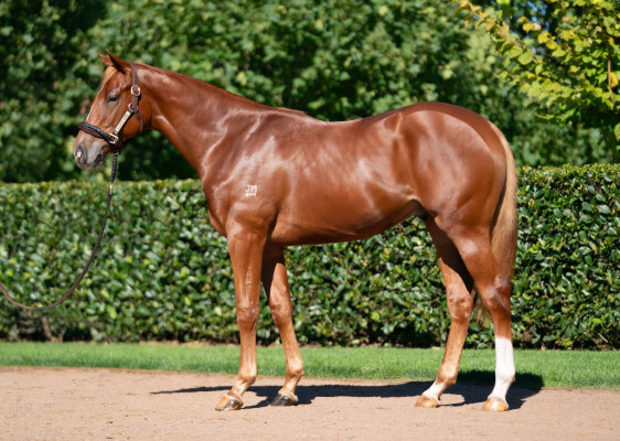 Lot 62: Starspangledbanner / Saratoga Treasure (USA)