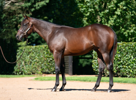Lot 118: Stay Inside / Spectacle