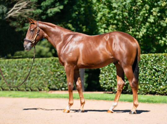 Lot 254: Anamoe / Chocolate Martini (USA)