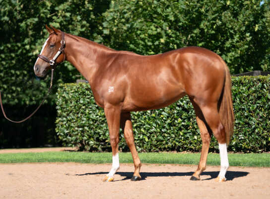 Lot 269: Snitzel / Diamond Effort