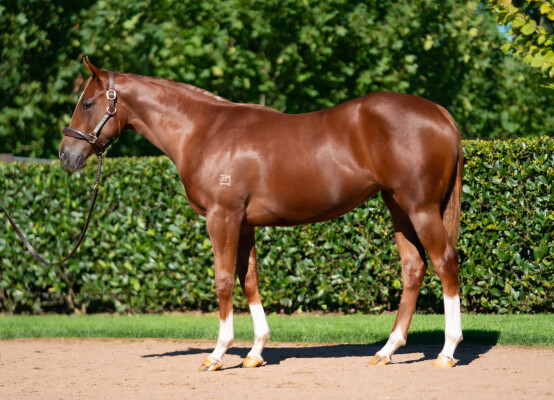 Lot 298: Zoustar / Every Rose