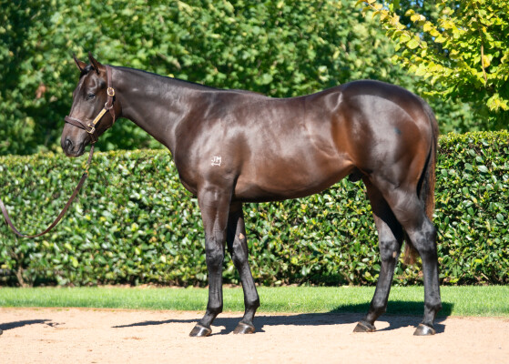 Lot 307: Zoustar / Fasika