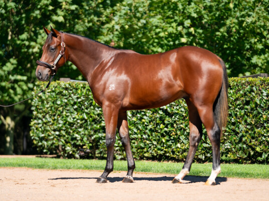 Lot 339: Zoustar / Hindaam (NZ)