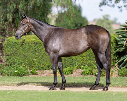 Lot 18: I Am Invincible / Pinocchio
