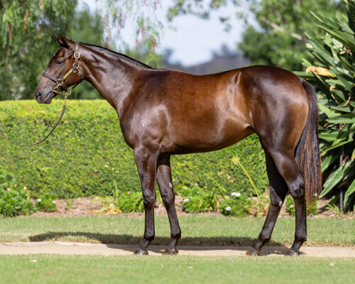 Lot 61: Ole Kirk / Sanaya