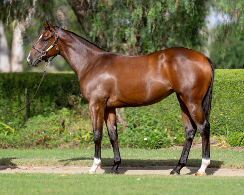 Lot 88: Ole Kirk / Sheezdashing
