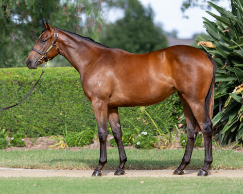 Lot 94: I Am Invincible / Sierra Sue (NZ)