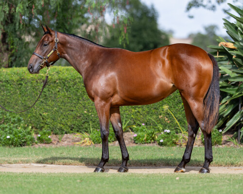 Lot 226: Ole Kirk / Axella