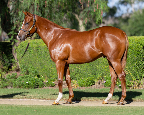 Lot 240: Justify (USA) / Butter Blonde
