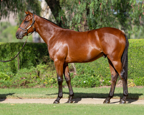Lot 284: Ole Kirk / Ellerslie Lace (FR)