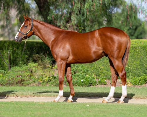 Lot 396: Ole Kirk / Lonyx