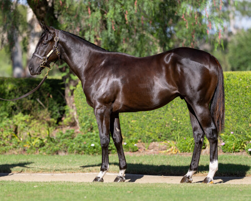 Lot 400: Proisir / Love You Lucy