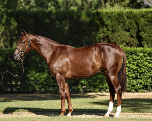 Lot 53: Harry Angel (IRE) / Royal Canford (IRE)