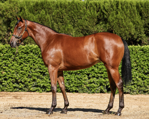 Lot 92: Capitalist / Sienna Lady (IRE)