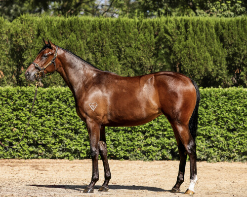 Lot 149: Wootton Bassett (GB) / The Pinnacle