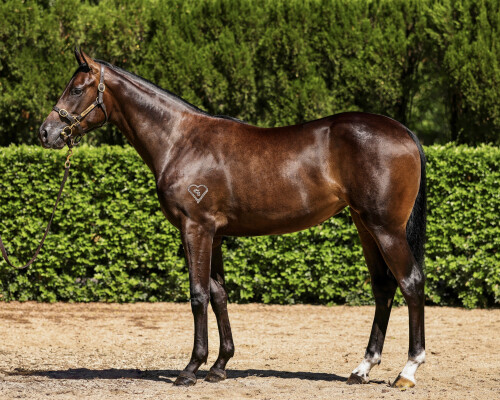 Lot 159: Zoustar / Toryjoy