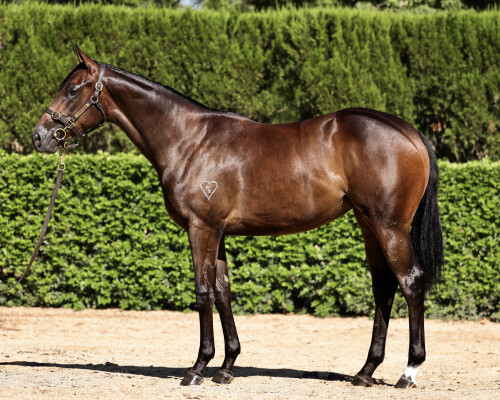 Lot 272: I Am Invincible / Dixie Blossoms