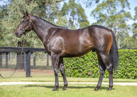 Lot 13: So You Think (NZ) / Peace Parade (USA)