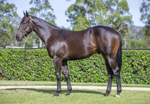 Lot 16: Hellbent / Pierro Moss
