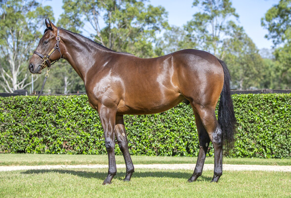 Lot 33: I Am Invincible / Quality Response (USA)