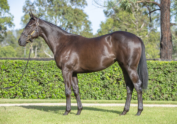 Lot 194: Proisir / Zee Falls (NZ)