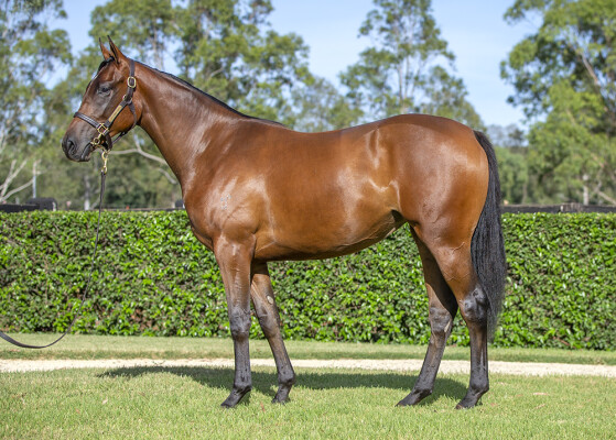 Lot 196: I Am Invincible / Zou Dancer